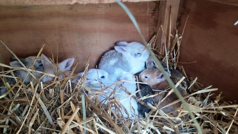 White Wing Rabbitry - Nest Boxes - Blog